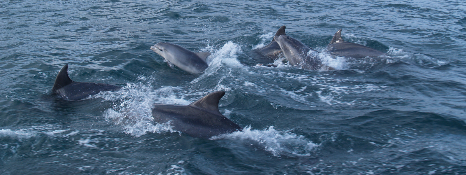 Four dolphins frolicking in the sea off the coast of the Isle of Man